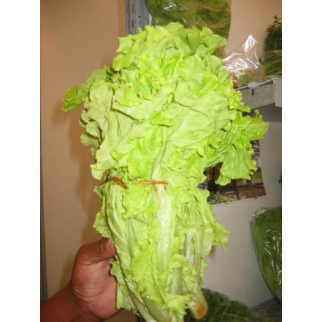 Lechuga