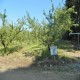 Vendo Campo en produccion de Almendros Duraznos y Manzanos