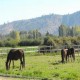 Venta Parcela Rústica en LAGO RAPEL