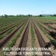 OPORTUNIDAD UNICA OFERTA CAMPO EN LONGAVI