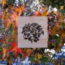 Semillas arbol ornamentales...