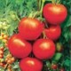 Semillas Tomate Rio Blanco