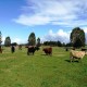 OPORTUNIDAD! CAMPO GANADERO EN LOS MUERMOS, X REGIÓN