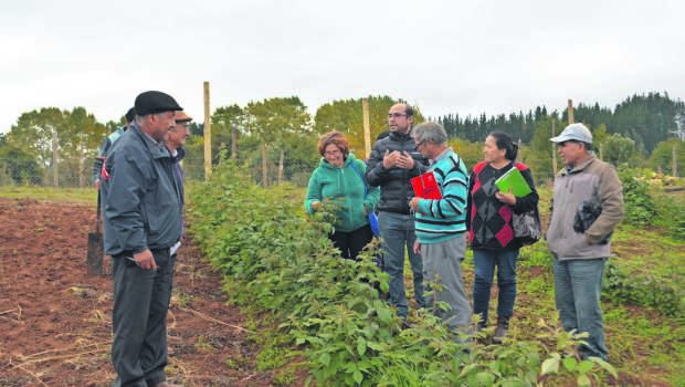 La oportunidad de Malleco: pequeños productores apuestan por la frambuesa