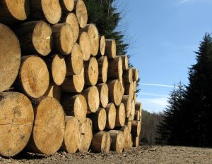 Envíos forestales anotan fuerte alza de 25% en enero-mayo