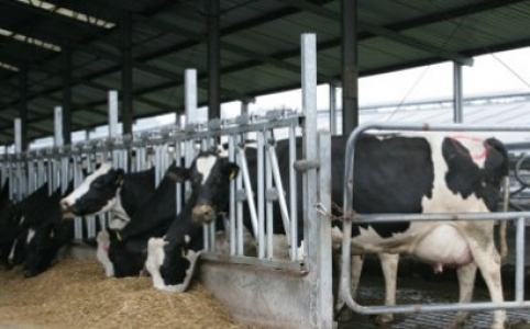Cierre de lecherías explica descenso de productores en últimos 20 años