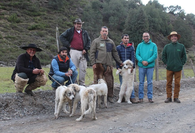 que es una raza de perro gran pirineo