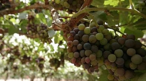 Chile: Nanotecnología para combatir la polilla de la uva