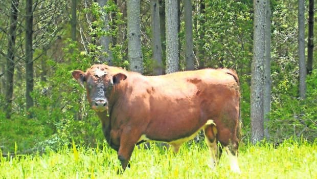 Clavel de carne: la primera raza chilena de ganado especializada