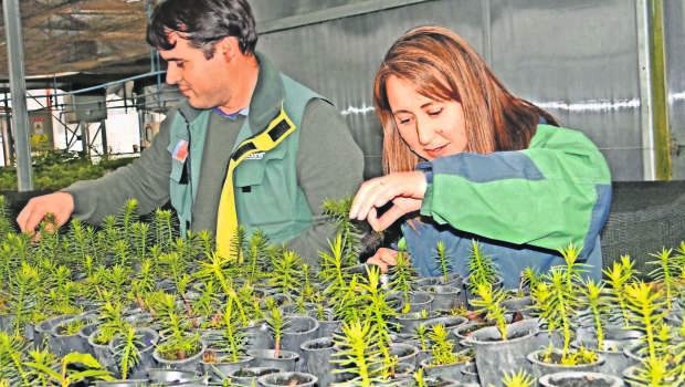 Viveros de Conaf producen un millón de árboles que reverdecen La Araucanía