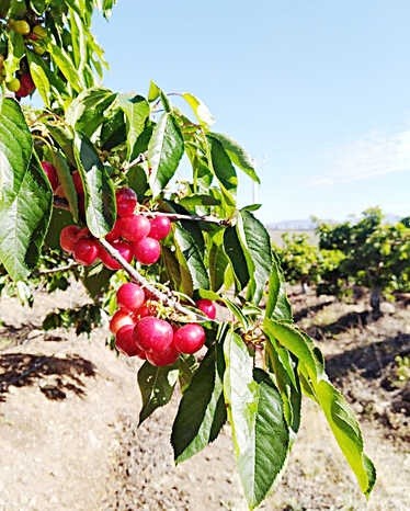 El mini “boom” del cultivo del cerezo en el valle de Limarí