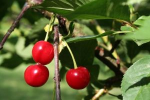 A la baja se estima producción mundial  de cerezas frescas para  2019-2020