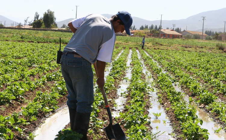 Nuevas prácticas agronómicas buscan mejorar gestión del agua en los sistemas frutícolas