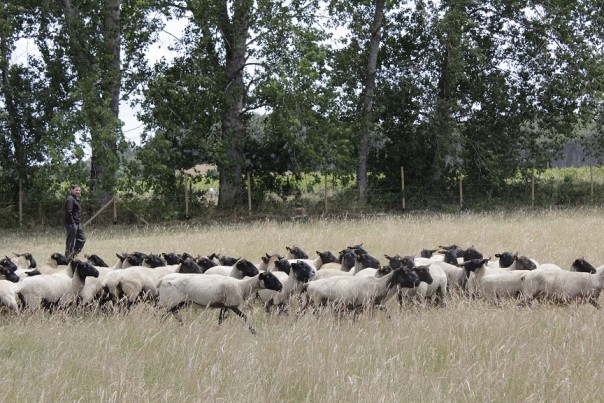 Realizaron Día de Campo sobre agricultura regenerativa para el rubro ovino en Máfil
