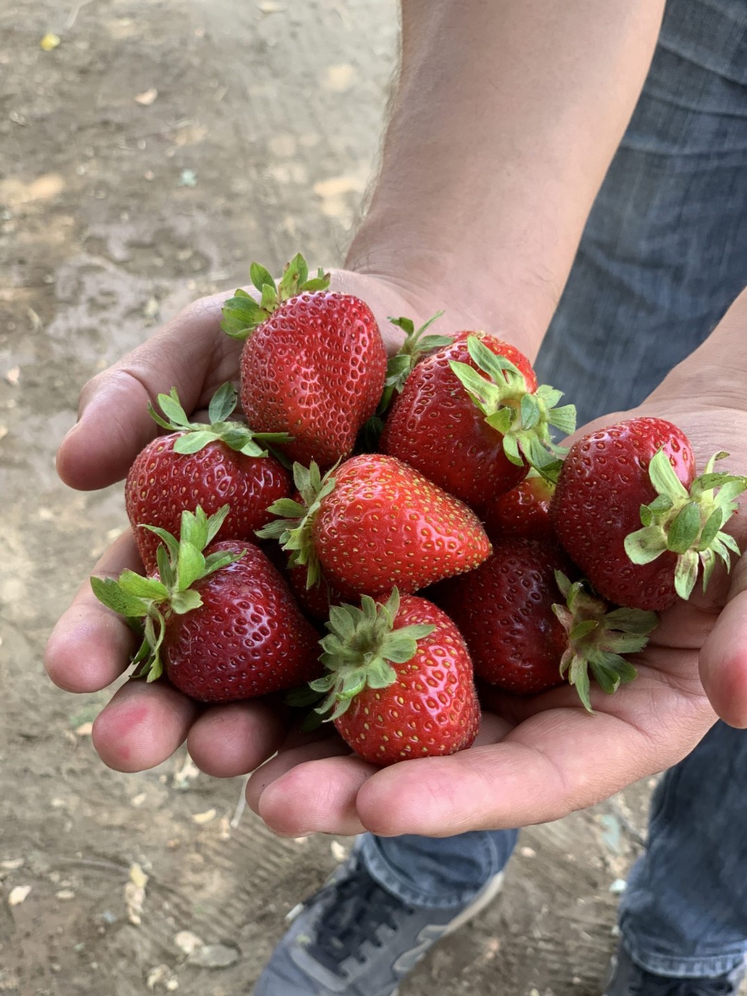 Productores obtienen éxito en ventas de subproductos de frutillas en Carnaval de Litueche