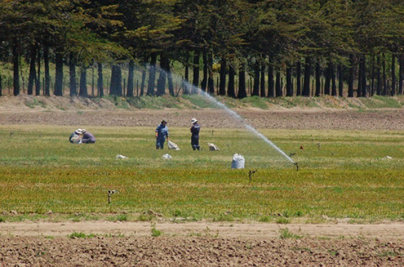 Los coletazos del coronavirus para el agro