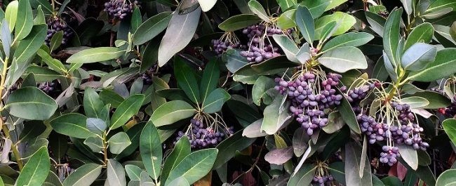 El canelo: Frutal nativo chileno y su potencial como ingrediente
