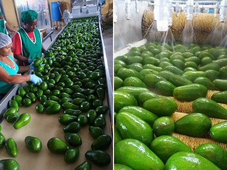 Omate inició la exportación de palta hacia el mercado chileno