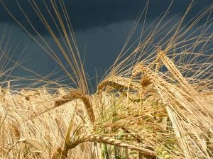 Molienda de trigo de la Región del Biobío creció 2,9% en mayo
