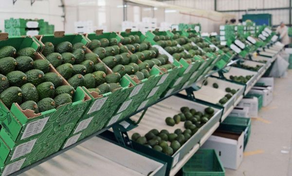 Paltas: Baja la producción, suben los precios