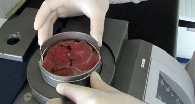 Utilizan en Chile técnicas espectroscópicas para determinar la calidad e la grasa de la carne de ovino producida en el sur del país