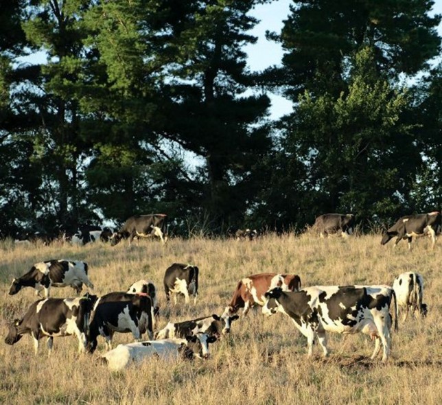Importación láctea sigue al alza: entre enero y agosto subió 7,3%