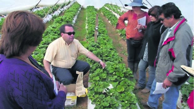 Frutillas: el cultivo que endulza a la pequeña agricultura