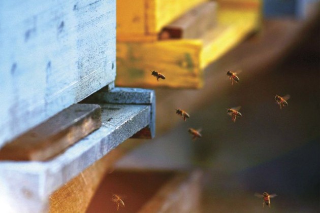 Ministros de Agricultura de la Unión Europea acuerdan mejorar protección de abejas frente a pesticidas