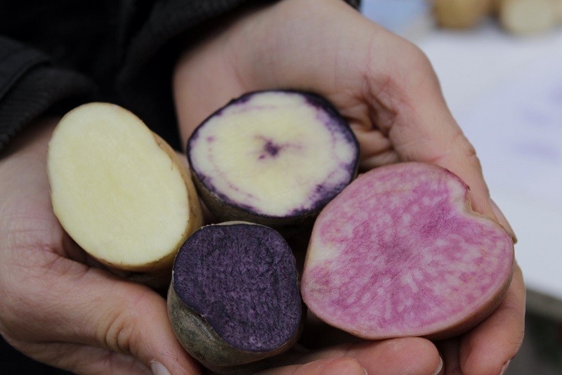 Seminario Internacional abordó los desafíos globales en el desarrollo de nuevas variedades de papas