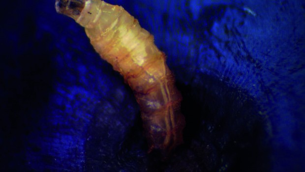 La mosca de las alas manchadas: la plaga que tiene en alerta a la fruticultura de la zona sur