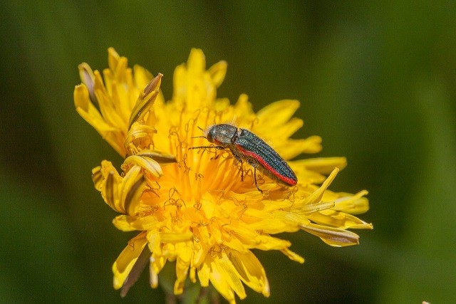 Inventario de biodiversidad del SIMEF realiza hallazgos de 11 nuevas especies de arácnidos e insectos en la Región de Coquimbo