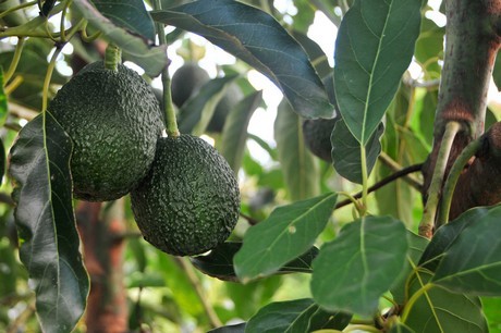 Consumo de palta en Chile alcanzaría las 100.000 toneladas esta temporada