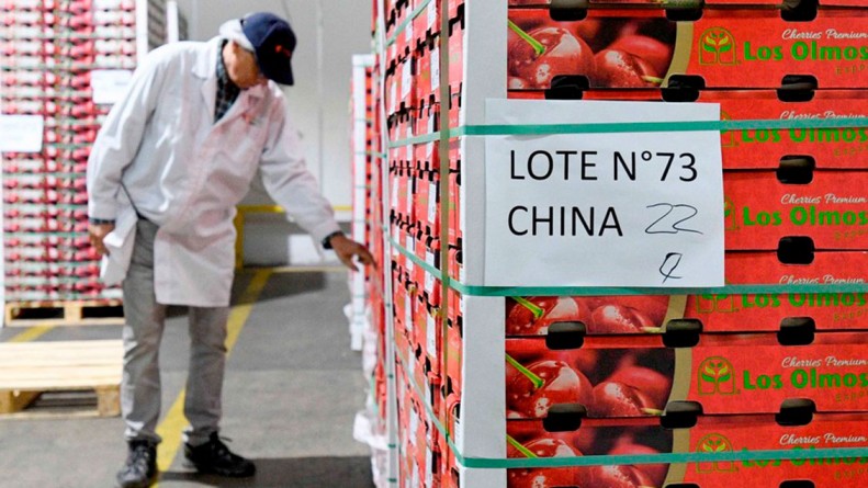 Sorteando la crisis logística: La cereza chilena vuelve a reinar en China
