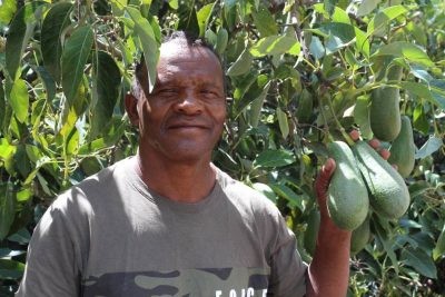 Tras 9 años de negociaciones, Estados Unidos permite el ingreso a su mercado de la palta ecuatoriana