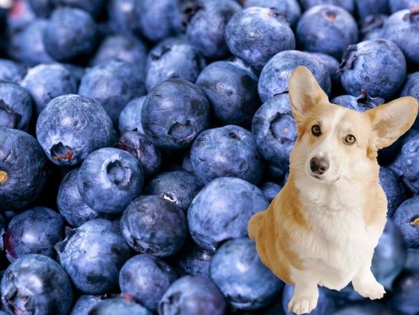 El arándano: Una súper fruta no sólo beneficiosa para los humanos, sino que también para nuestras mascotas caninas 