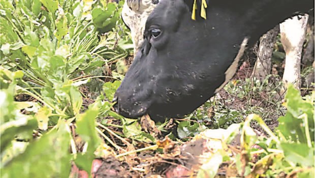 Los Beneficios De La Remolacha Forrajera Para Vacas Lecheras En Lactancia