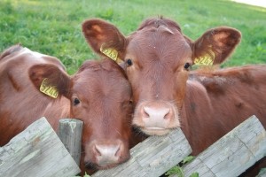Producción de carne en vara de ganado bovino de la Región del Biobío disminuyó 11,2% en junio 