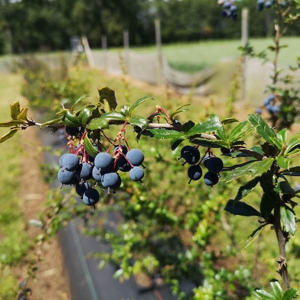 Michay: el berrie de la Araucanía que resiste la sequía