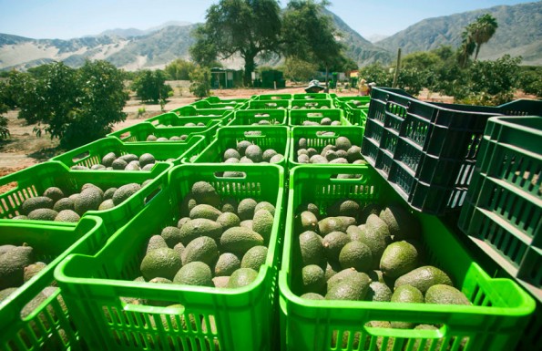 Radiografía a la exportación de palta en América Latina: ¿qué países llevan la delantera?