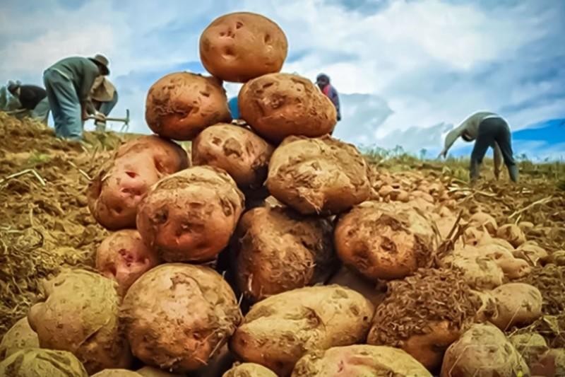 Perú - INEI: Producción nacional de papa cae -13.06% entre enero y julio de 2023