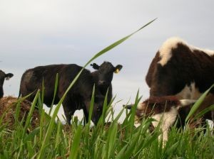 Rabobank confirma las dos tendencias del comercio mundial de carne de vacuno