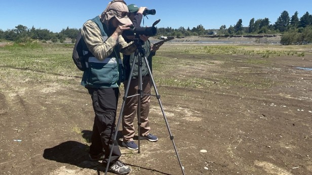 SAG Biobío intensifica catastros de aves domésticas y silvestres
