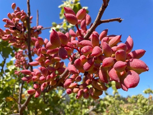 La apuesta de INIA por tres nuevas especies frutales en Ñuble que proyectarán la agricultura regional