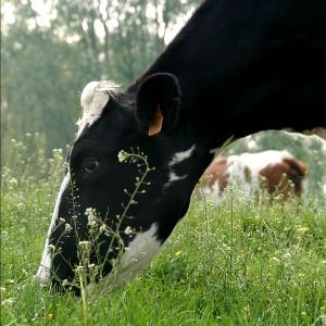 Producción mundial de Leche de Vaca: Nueva Zelanda y USA a la baja, Gran Bretaña y Australia al alza