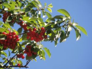 Revisión de la temporada de cerezas chilenas
