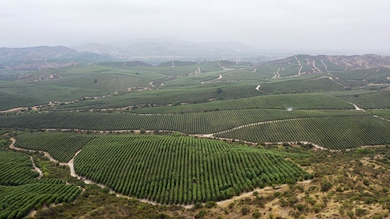 Producción de aceite de oliva: retos actuales y perspectivas futuras