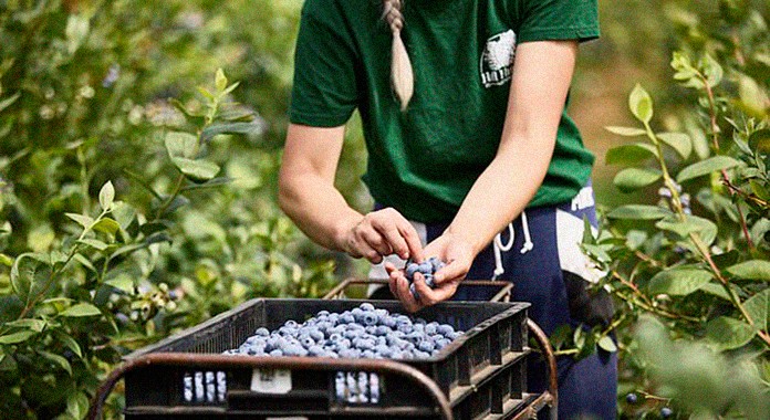 La demanda de arándanos en Gran Bretaña ha aumentado un 27% este año, lo que los convierte en una de las frutas de más rápido crecimiento en el Reino Unido.