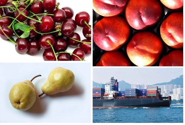 Exportaciones de fruta terminan con alza de 10% temporada 2023/24