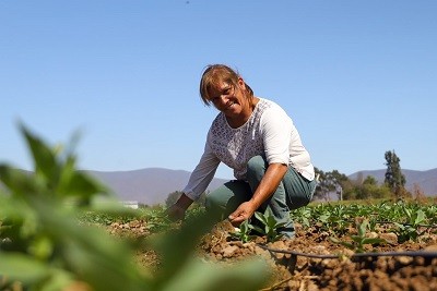 Postulaciones hasta el 5 de noviembre: CNR convoca a las pequeñas agricultoras de Atacama y Coquimbo a presentar sus proyectos de  riego al concurso dirigido a mujeres