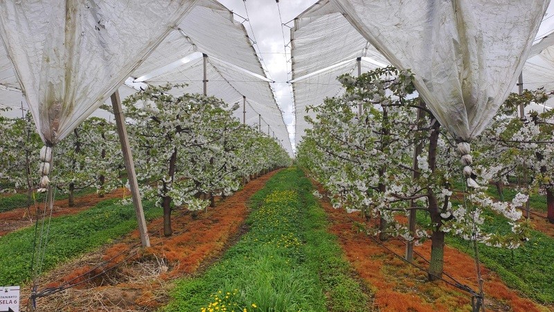 Investigadores de Agronomía UdeC inician en Osorno estudios para optimizar las cerezas producidas bajo techo